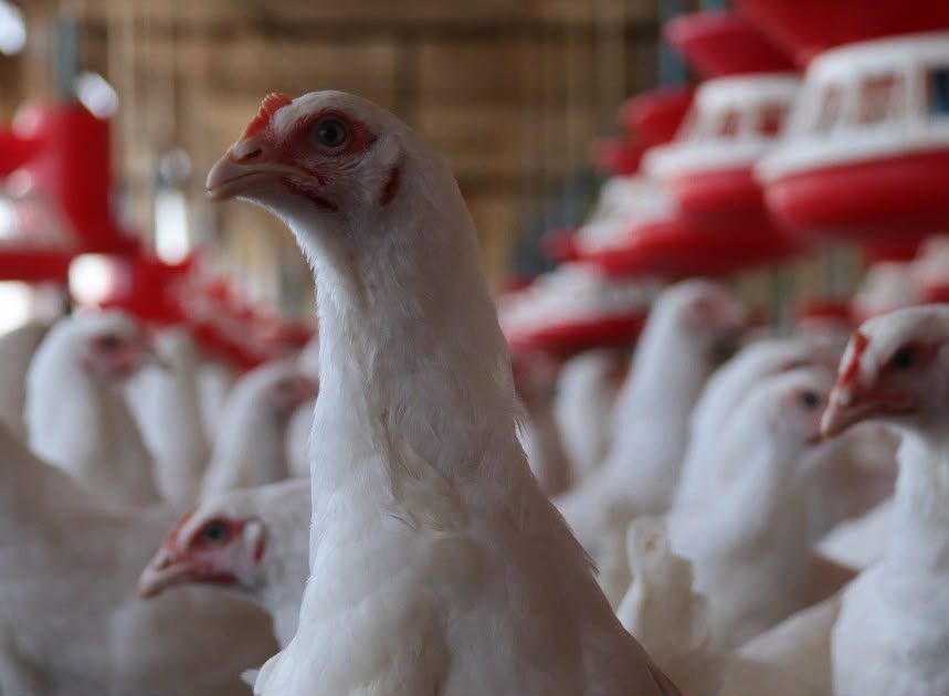 Healthy broiler chickens