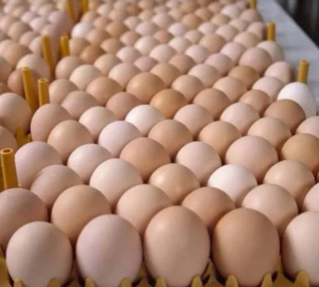 Hatchable broiler eggs on setter trays